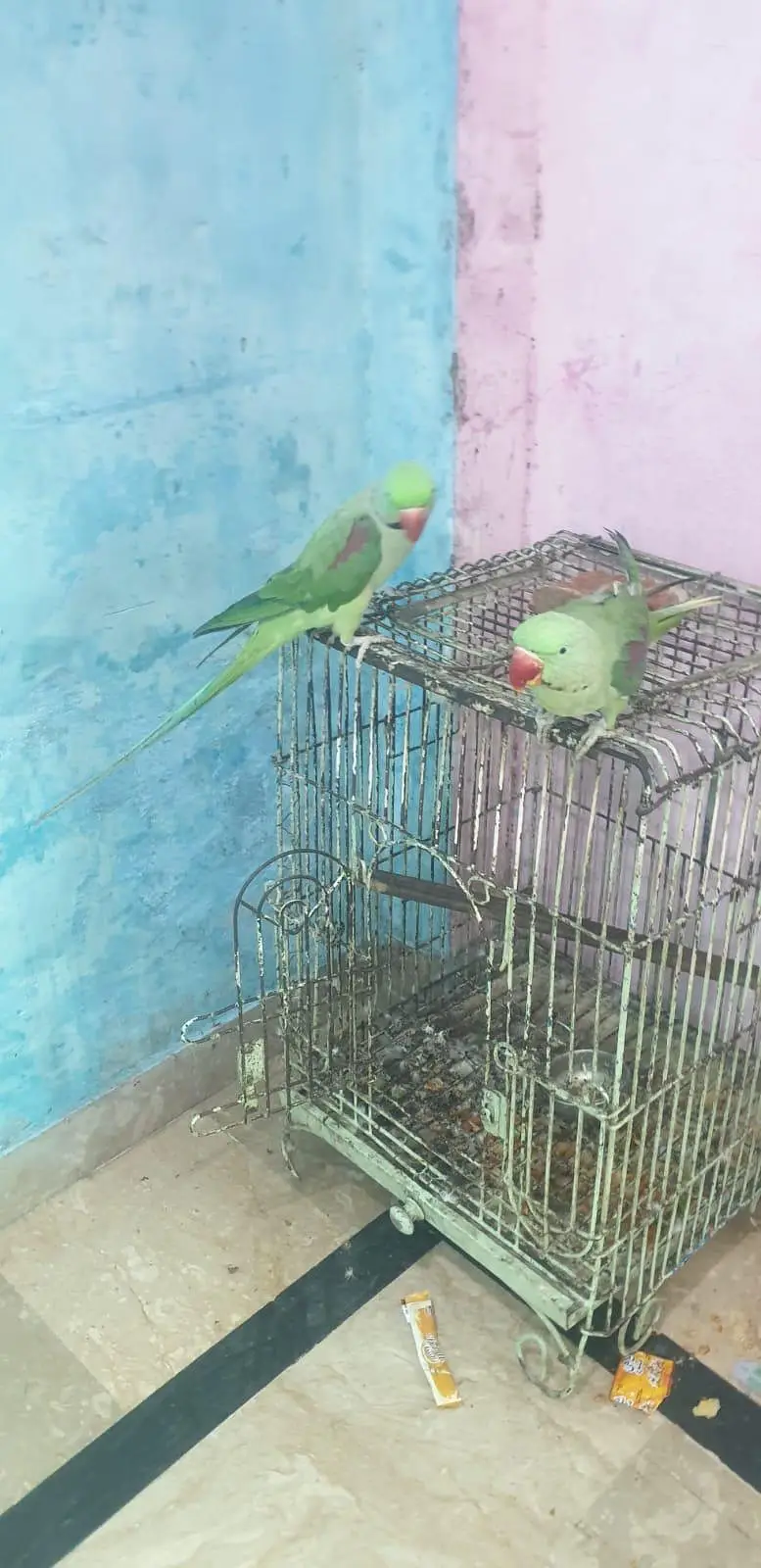 1 bolta ha or 1 abi seetian marta ha — photo 2