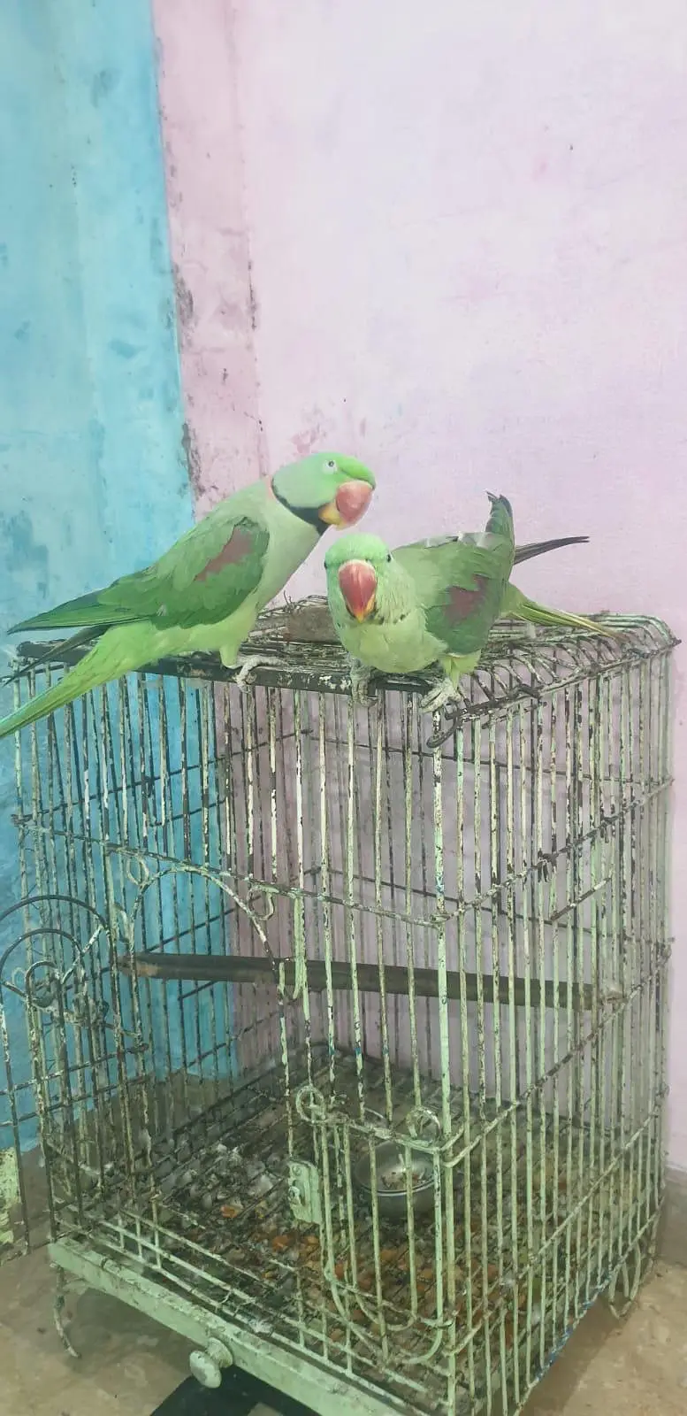 1 bolta ha or 1 abi seetian marta ha — photo 3
