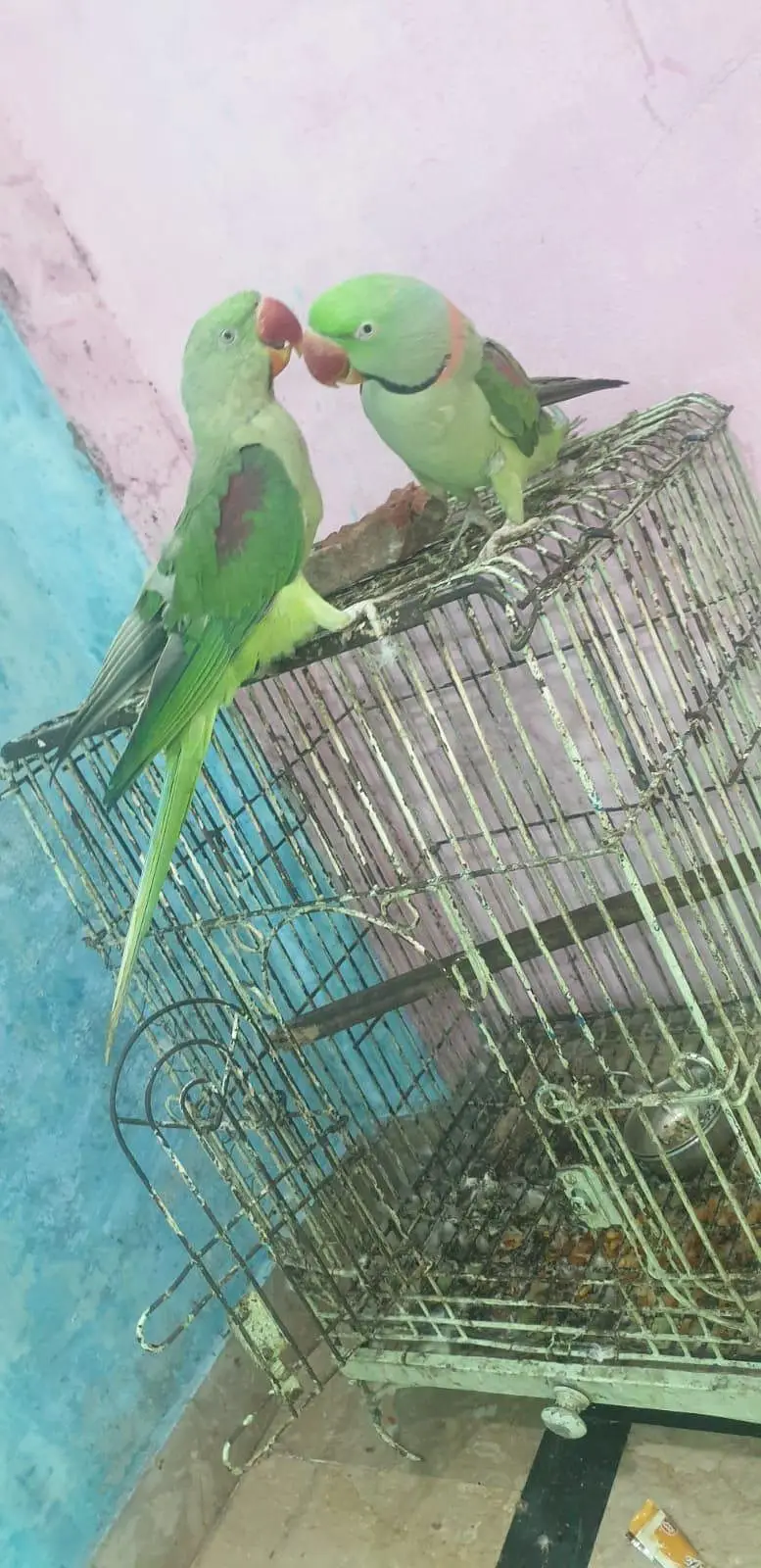 1 bolta ha or 1 abi seetian marta ha — photo 4