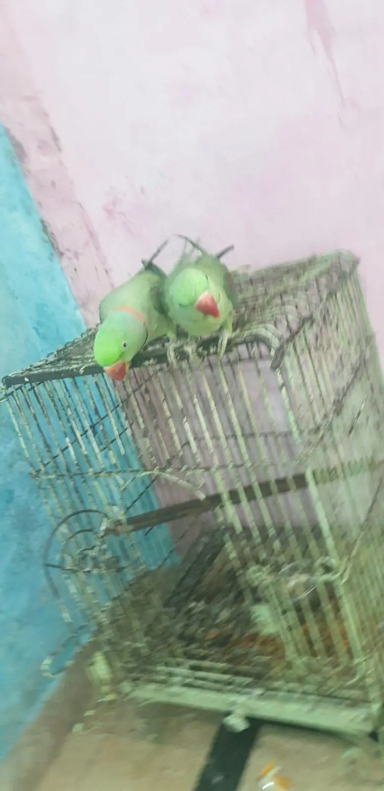 1 bolta ha or 1 abi seetian marta ha — photo 5