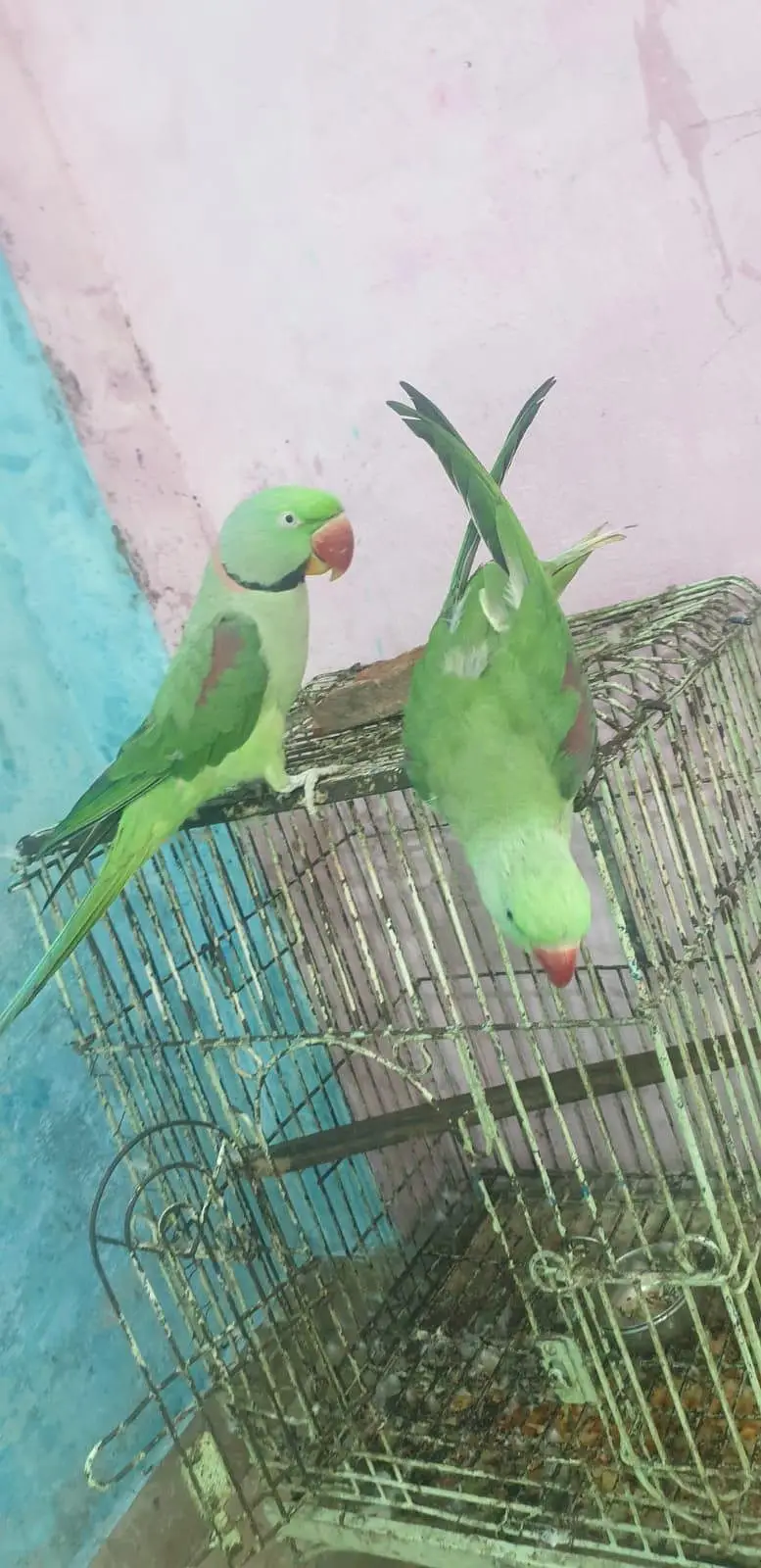 1 bolta ha or 1 abi seetian marta ha — photo 6