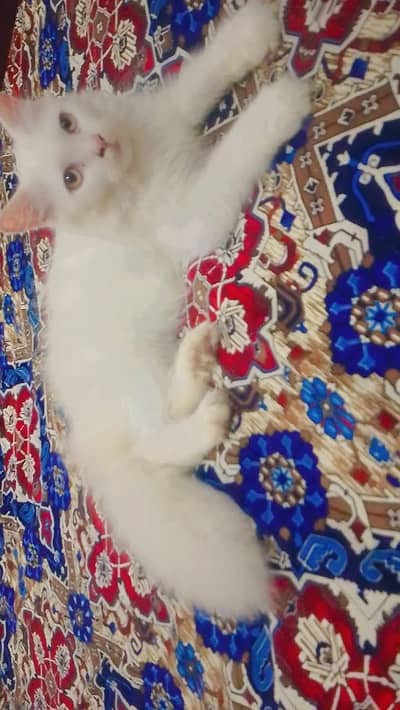Persian kitten
