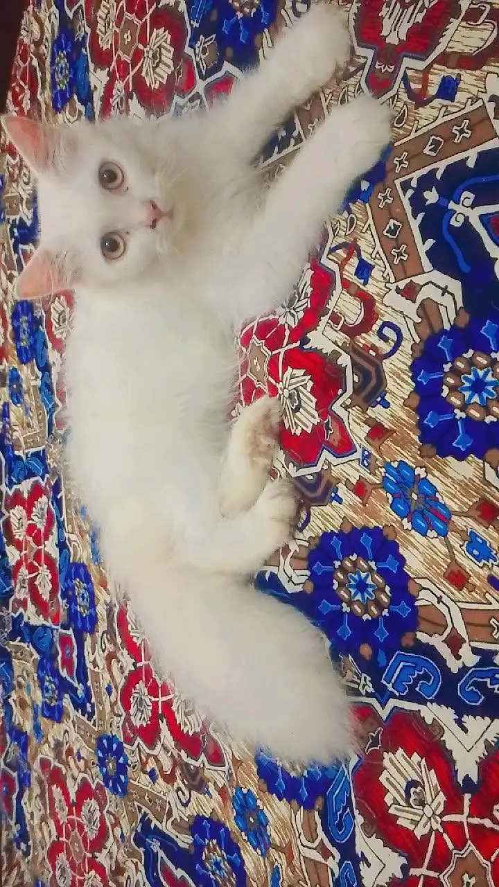 Persian kitten — photo 2