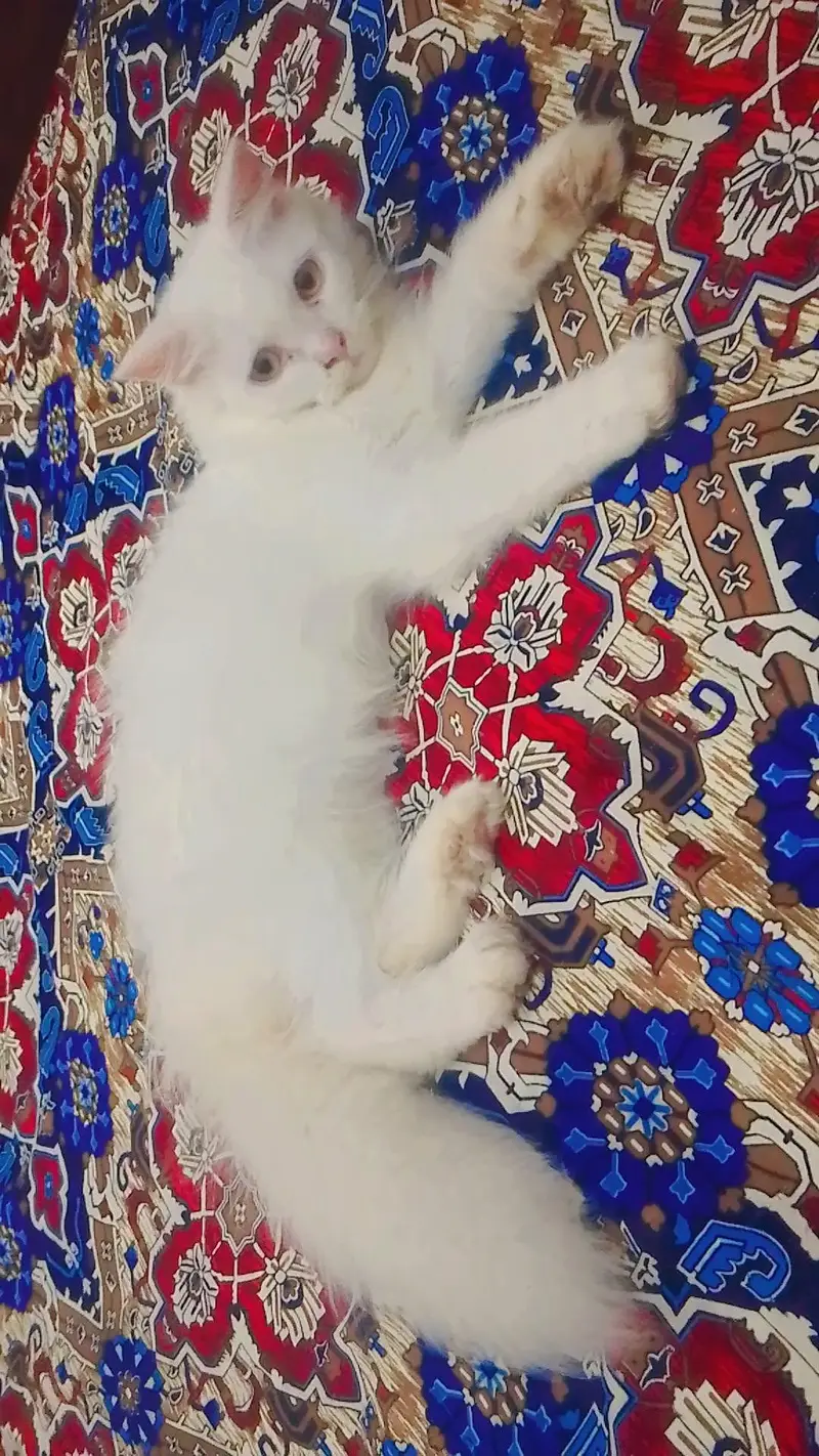 Persian kitten — photo 3