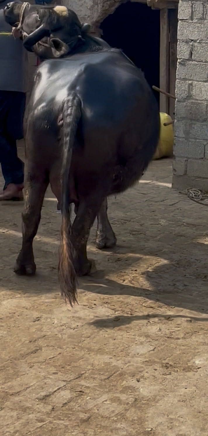 Chapii , Mini Buffalo 0