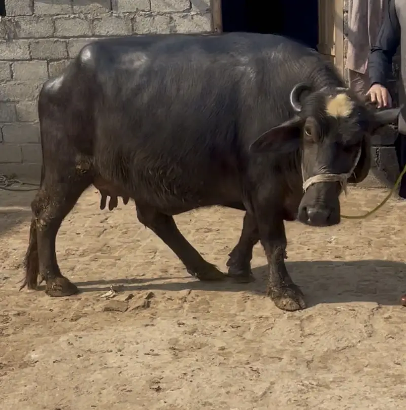 Chapii , Mini Buffalo — photo 2