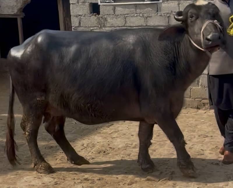 Chapii , Mini Buffalo 2
