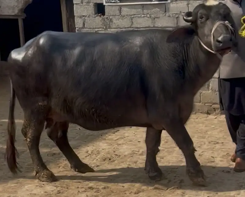 Chapii , Mini Buffalo — photo 3