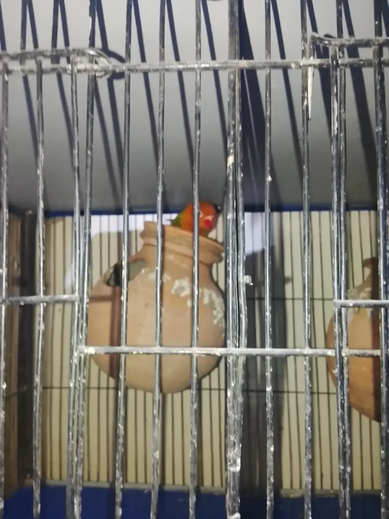 latino ,fisher,dove — photo 3