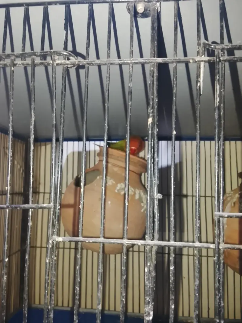 latino ,fisher,dove — photo 5