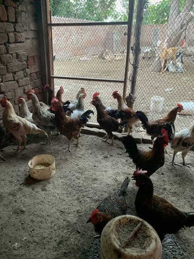 Golden misri dasi hens