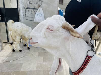 gulabi bakri 4 mont gabban or uska beta hai