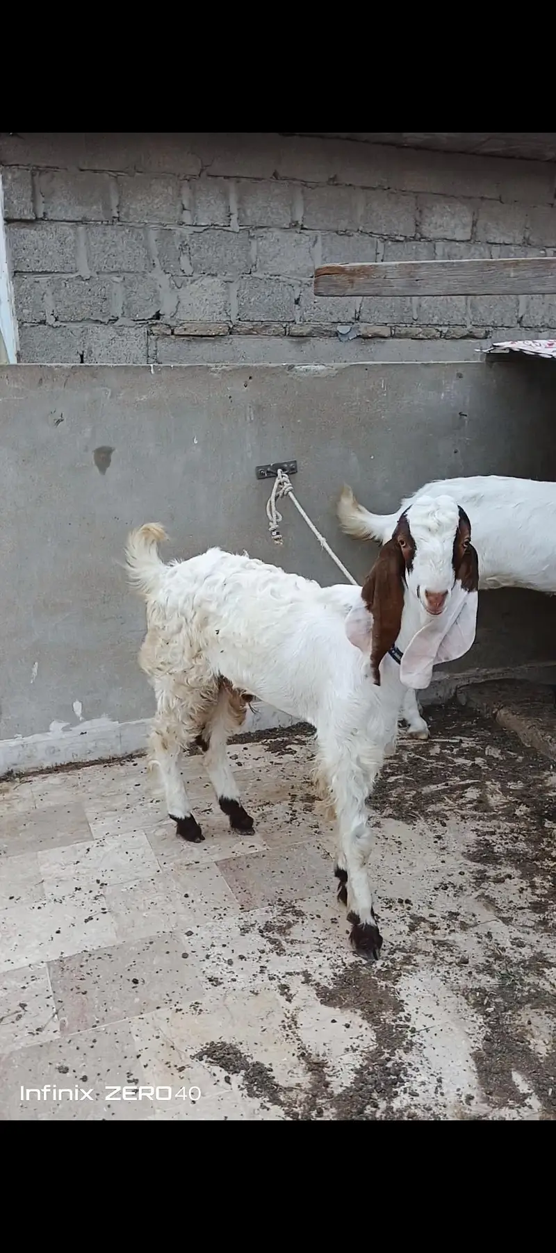 gulabi bakri 4 mont gabban or uska beta hai — photo 2