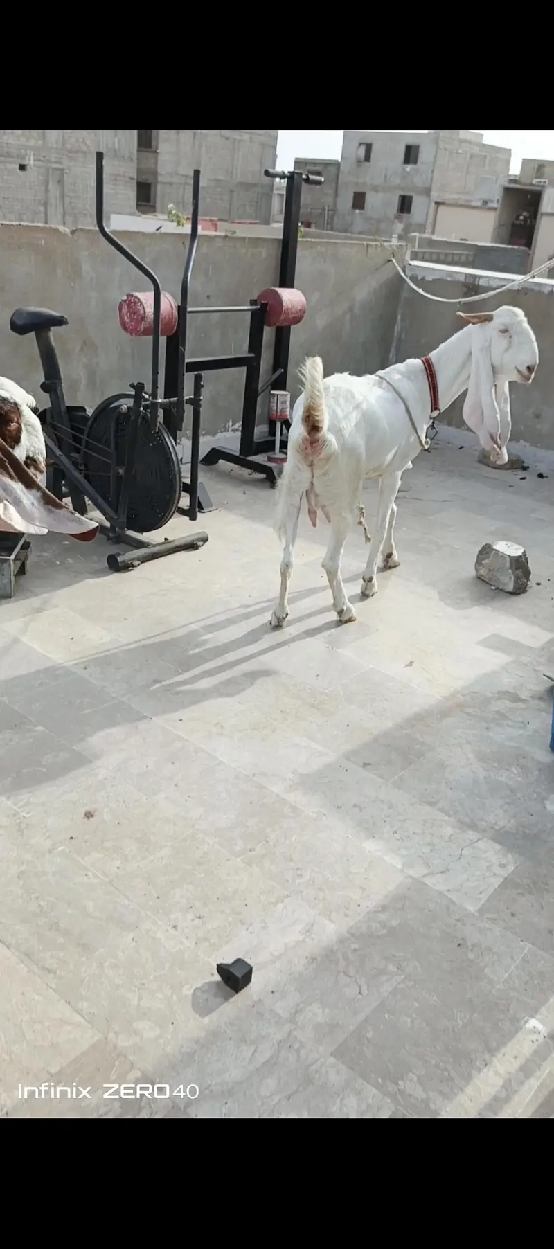 gulabi bakri 4 mont gabban or uska beta hai — photo 3