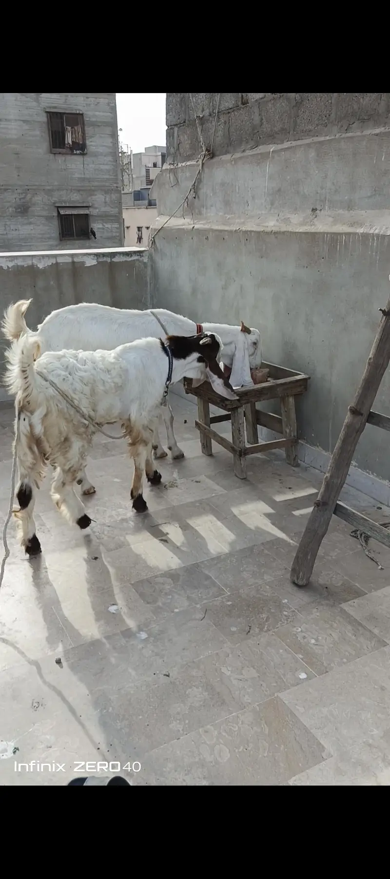 gulabi bakri 4 mont gabban or uska beta hai — photo 4