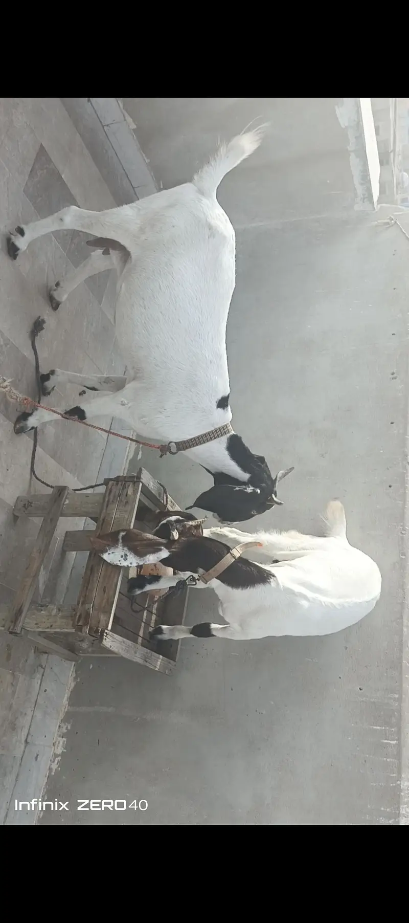 gulabi bakri 4 mont gabban or uska beta hai — photo 5