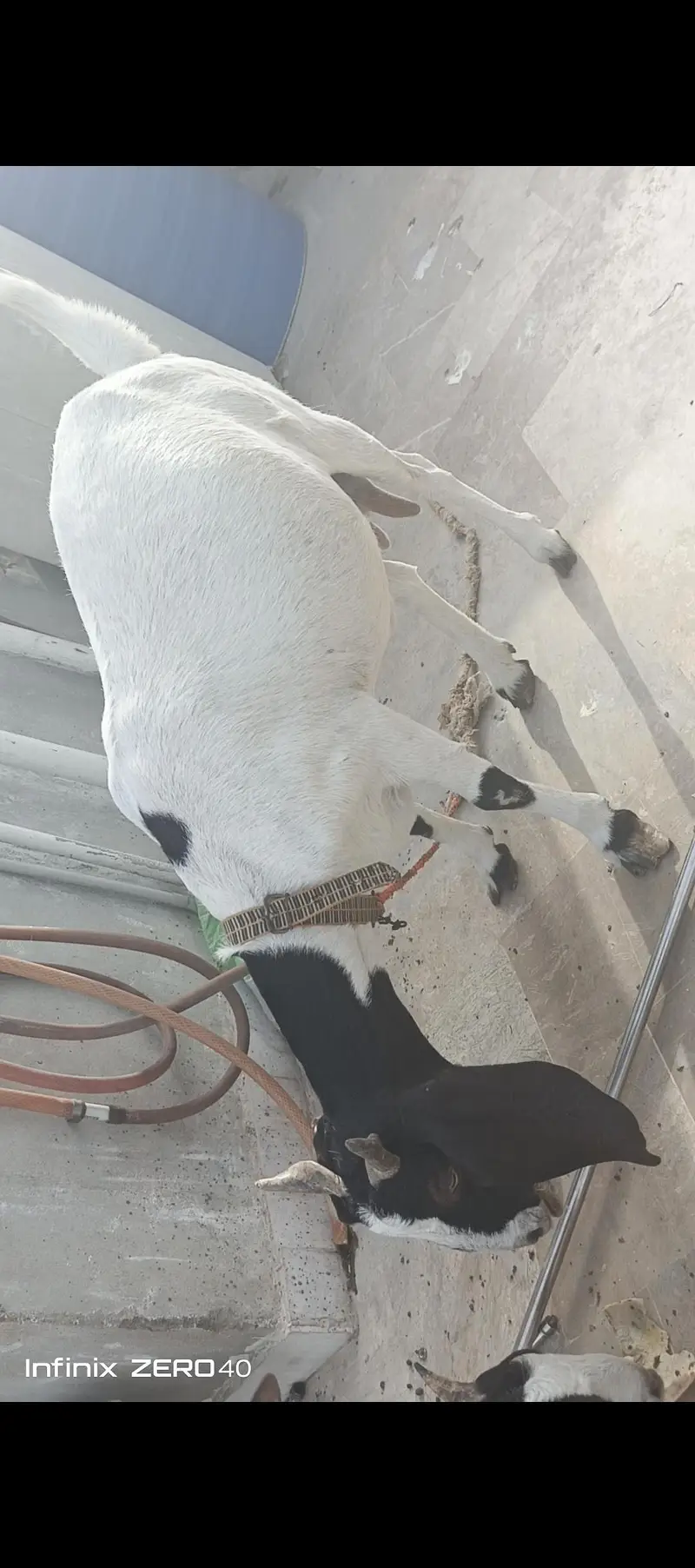 gulabi bakri 4 mont gabban or uska beta hai — photo 6
