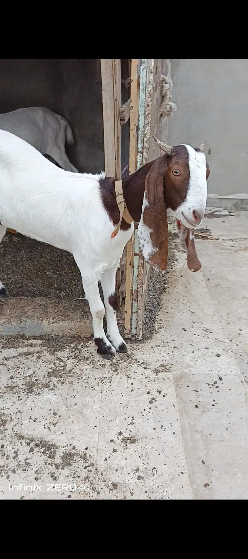 gulabi bakri 4 mont gabban or uska beta hai — photo 7