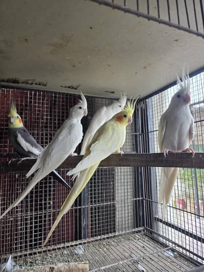 Cocktail breeders