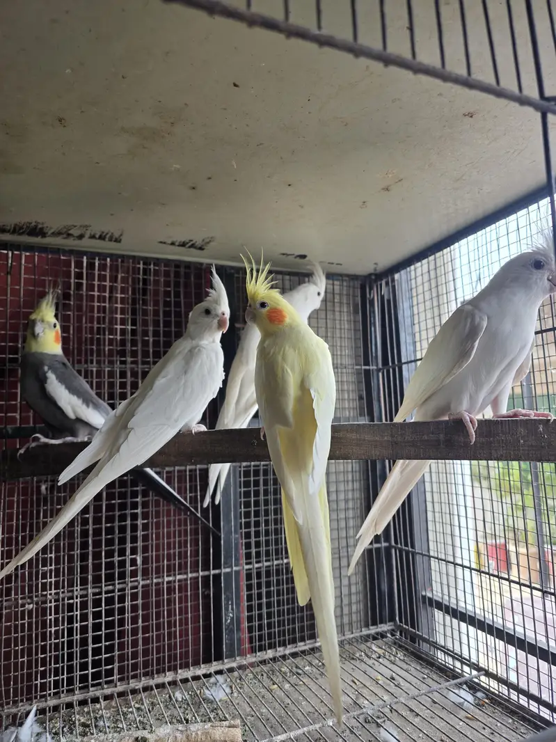 Cocktail breeders — photo 2