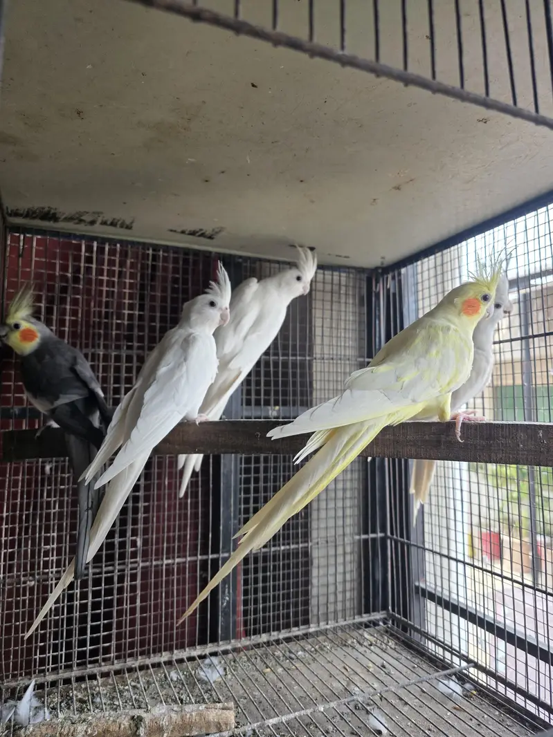 Cocktail breeders — photo 3