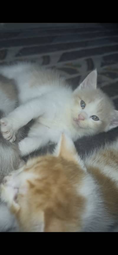Double coat doll face kitten mix color