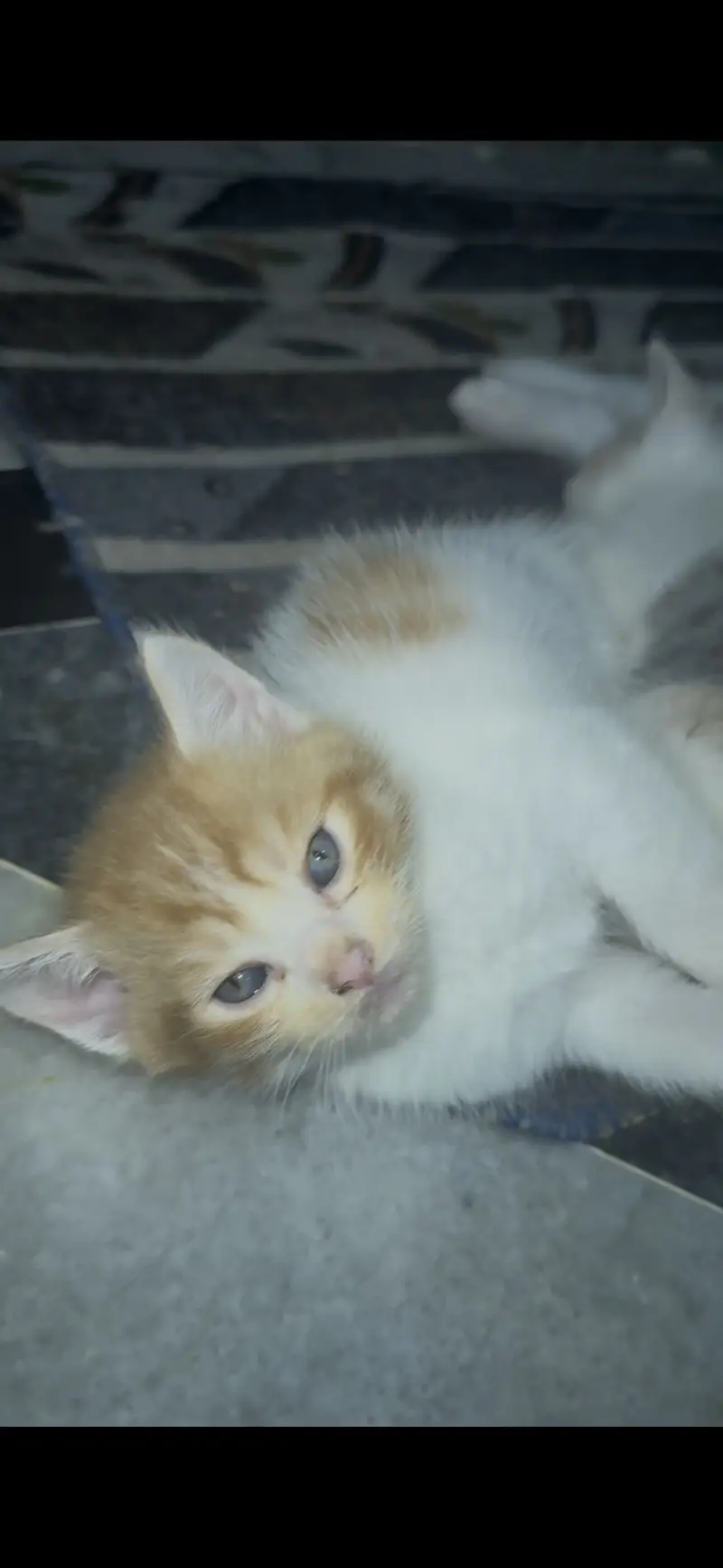 Double coat doll face kitten mix color — photo 3