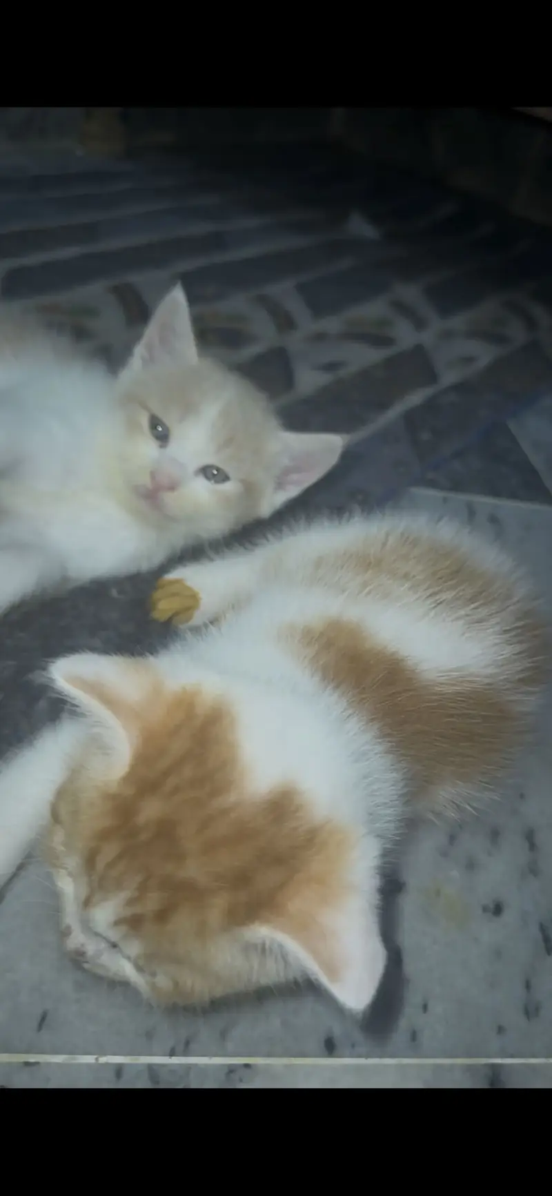 Double coat doll face kitten mix color — photo 4