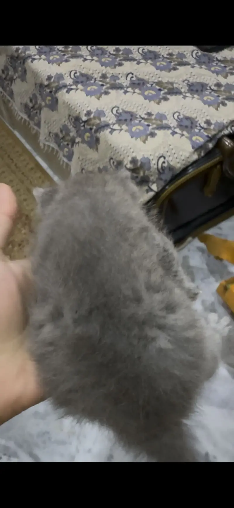 Double coat doll face kitten mix color — photo 5