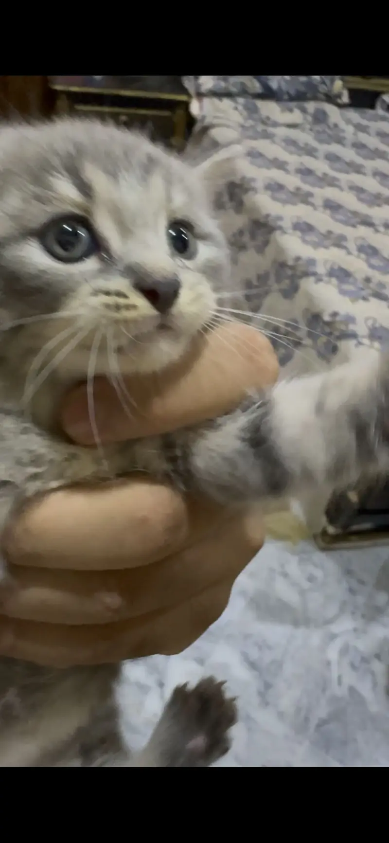 Double coat doll face kitten mix color — photo 6