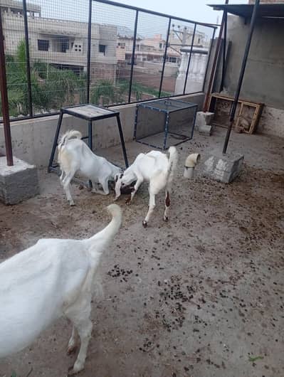 Rajanpuri Goat