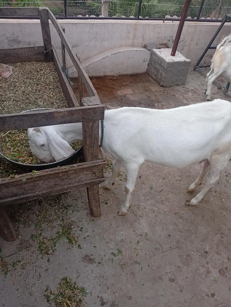 Rajanpuri Goat — photo 2