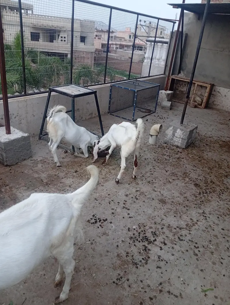 Rajanpuri Goat — photo 3