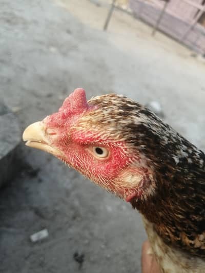 pure high quality ki aseel mugri Aseel madi long height hen
