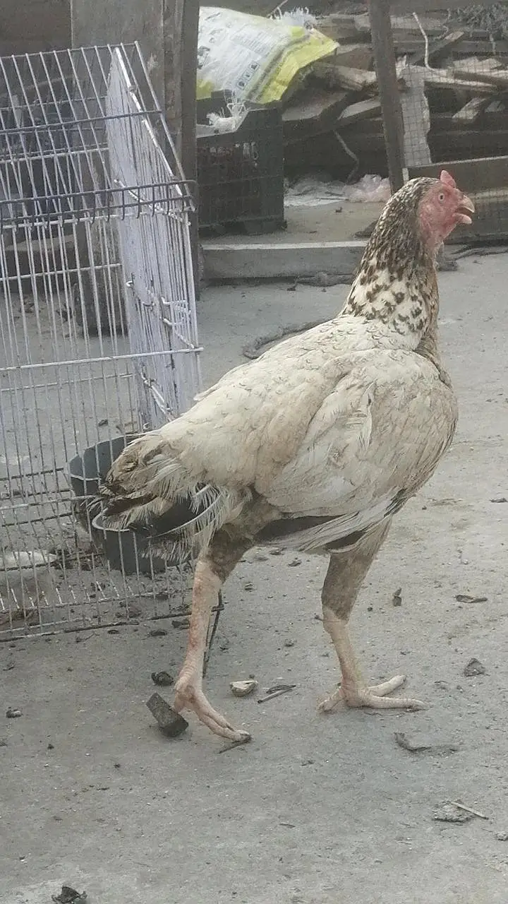 pure high quality ki aseel mugri Aseel madi long height hen — photo 2
