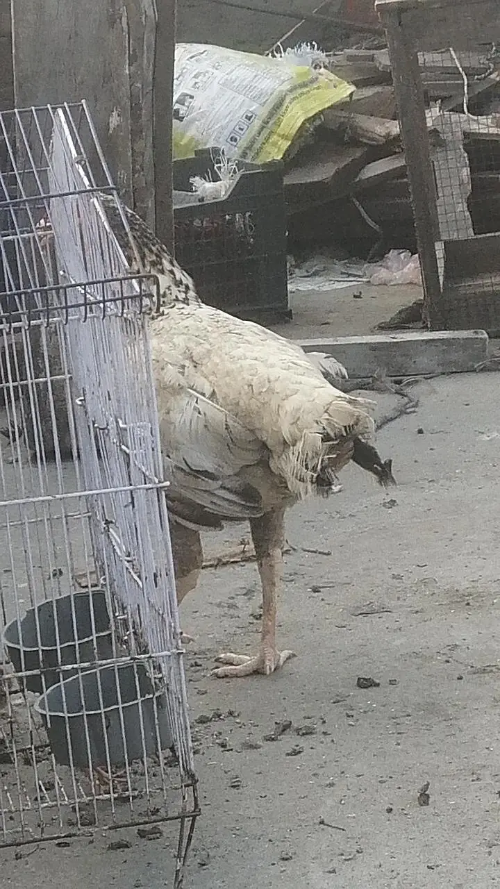 pure high quality ki aseel mugri Aseel madi long height hen — photo 3
