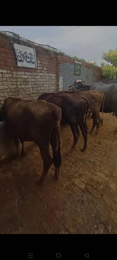 3 Bachry for sale han in Sialkot