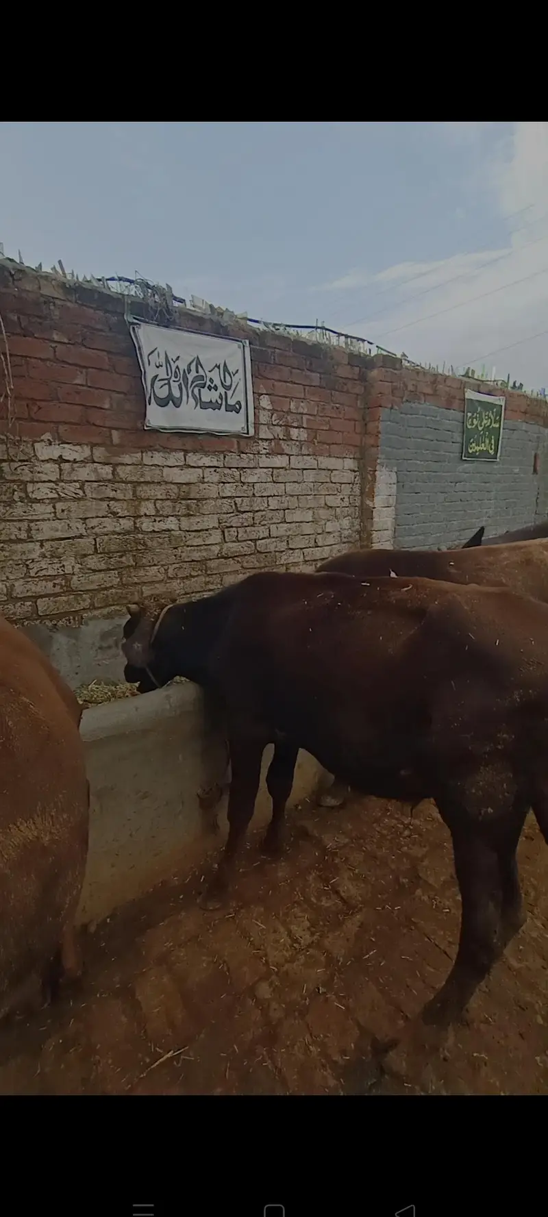 3 Bachry for sale han in Sialkot — photo 3