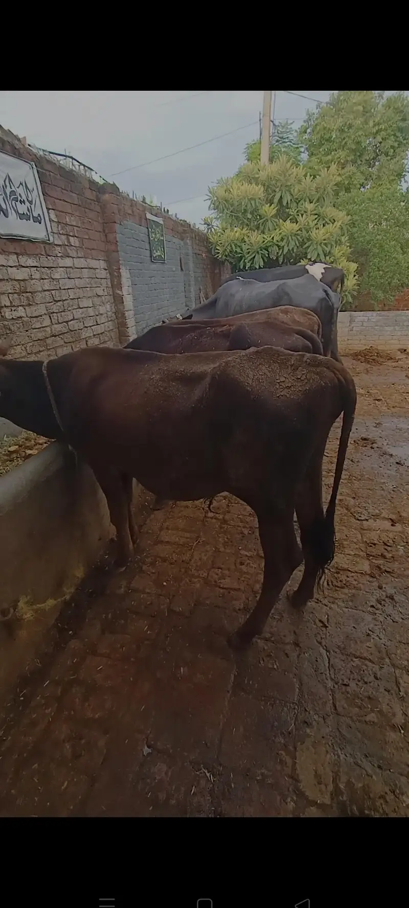 3 Bachry for sale han in Sialkot — photo 4