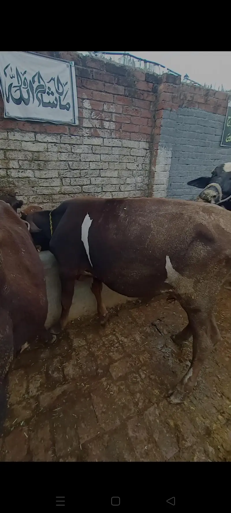 3 Bachry for sale han in Sialkot — photo 5