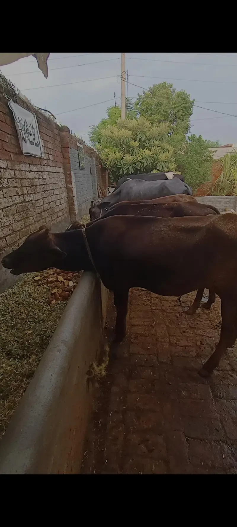3 Bachry for sale han in Sialkot — photo 7