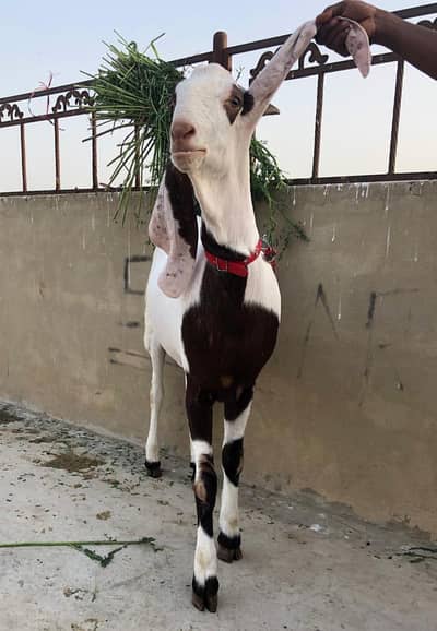 rajanpuri bakra urgent for sale