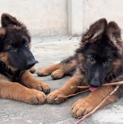 German shepherd puppies for sale healthy
