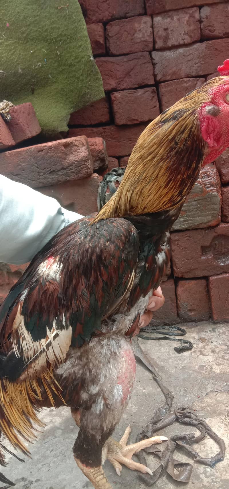 مشقا لاکھا 1