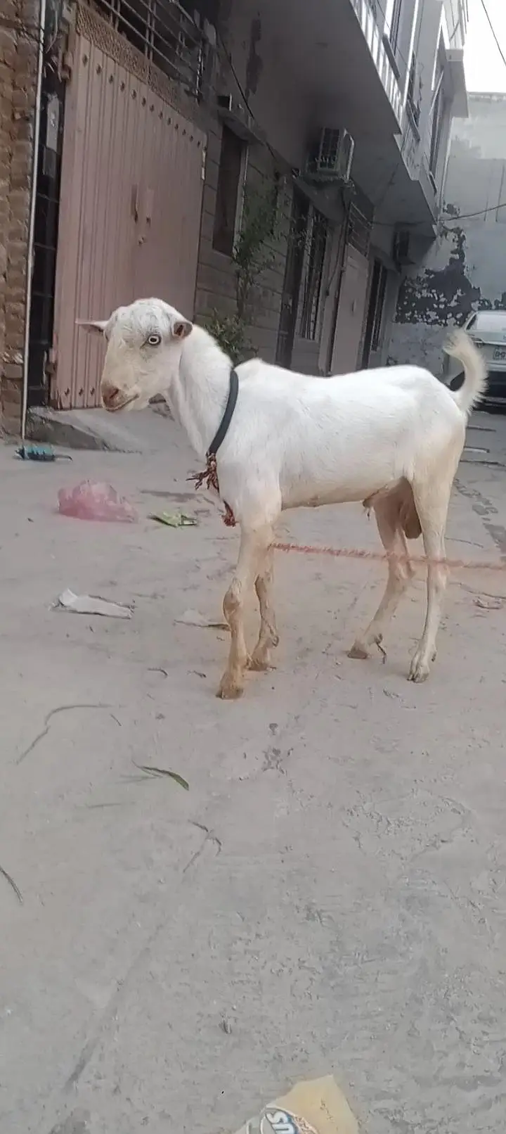 gulabi tabra 03278247054 — photo 3