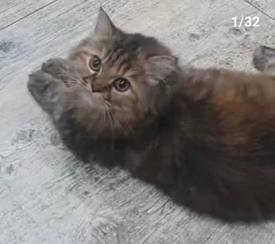 pure persion homebreed kittens