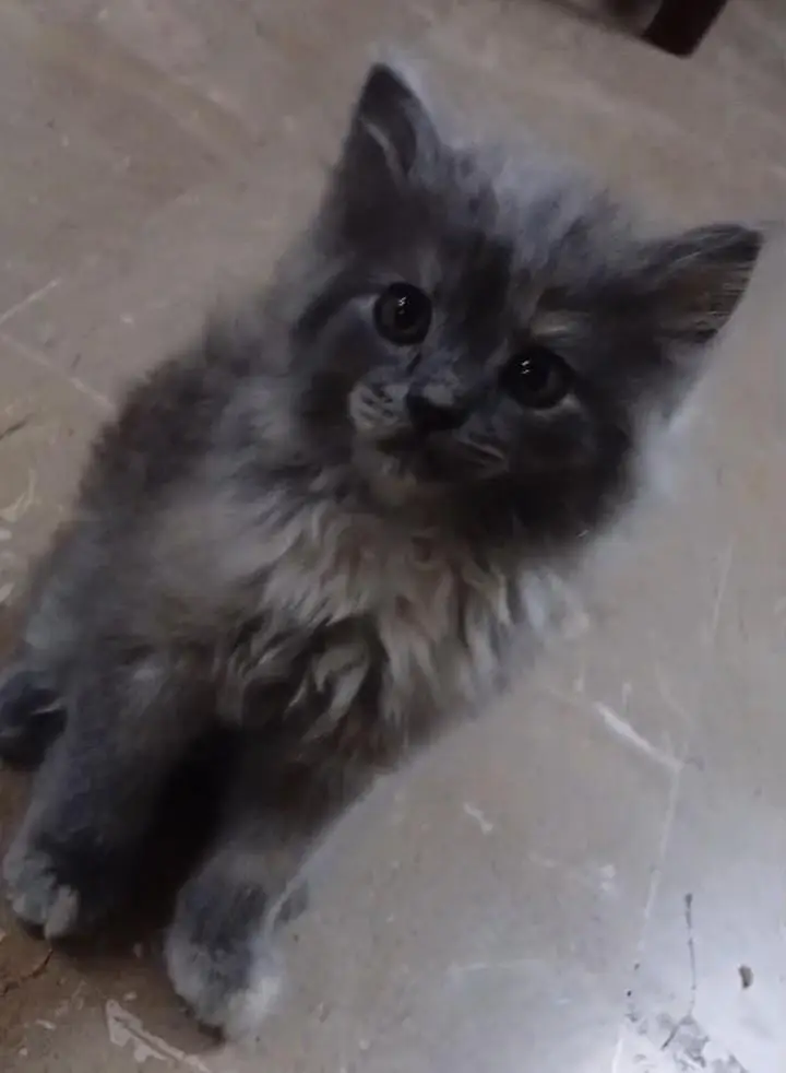 pure persion homebreed kittens — photo 2