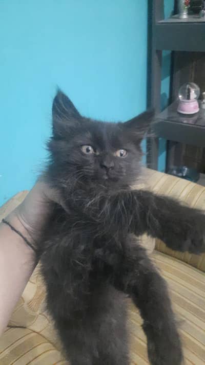 Jet black male for sale