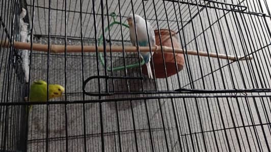 BUJIE PARROT FOR SALE