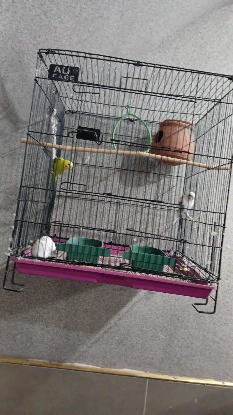 BUJIE PARROT FOR SALE — photo 2